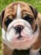 English Bulldog Puppies for sale in Flushing, MI 48433, USA. price: $4,600