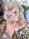 English Bulldog Puppies for sale in Pomona, CA, USA. price: NA