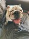 English Bulldog Puppies for sale in Livingston, KY 40445, USA. price: NA