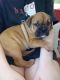 English Bulldog Puppies for sale in Four Oaks, NC 27524, USA. price: $1,000