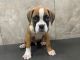 English Bulldog Puppies for sale in New York, NY, USA. price: $900