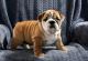 English Bulldog Puppies for sale in New York, NY, USA. price: $750