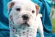 English Bulldog Puppies for sale in La Verne, CA 91750, USA. price: $2,100