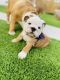 English Bulldog Puppies for sale in Selma, CA 93662, USA. price: $3,000