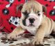 English Bulldog Puppies for sale in Kansas City, MO, USA. price: $500