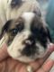 English Bulldog Puppies for sale in Greeneville, TN 37743, USA. price: $4,500