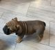 English Bulldog Puppies for sale in Cary, NC, USA. price: $4,000
