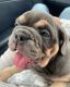 English Bulldog Puppies for sale in Toronto, ON, Canada. price: NA