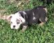 English Bulldog Puppies for sale in Umpire, AR 71833, USA. price: $2,500