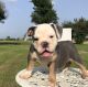 English Bulldog Puppies for sale in Umpire, AR 71833, USA. price: $2,200