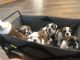English Bulldog Puppies for sale in Greenville, SC, USA. price: $5,000