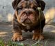 English Bulldog Puppies for sale in Atlanta, GA, USA. price: $10,000