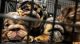 English Bulldog Puppies for sale in Atlanta, GA, USA. price: $12,000
