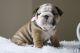 English Bulldog Puppies for sale in Oakland Ave, Piedmont, CA, USA. price: $750