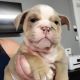 English Bulldog Puppies for sale in Austin, TX, USA. price: $800