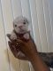 English Bulldog Puppies for sale in Fullerton, CA, USA. price: $3,000