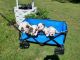 English Bulldog Puppies for sale in Tampa, FL, USA. price: $4,000