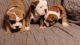 English Bulldog Puppies for sale in Independence, MO, USA. price: $1,500