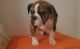 English Bulldog Puppies for sale in Myrtle Beach, SC, USA. price: $1,500