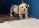 English Bulldog Puppies for sale in Flemingsburg, KY 41041, USA. price: $1,500