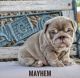 English Bulldog Puppies for sale in Amarillo, TX, USA. price: $11,000