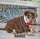 English Bulldog Puppies for sale in Amarillo, TX, USA. price: $11,000