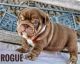 English Bulldog Puppies for sale in Amarillo, TX, USA. price: $9,000