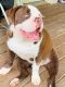English Bulldog Puppies for sale in Cleveland, AL, USA. price: NA