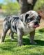 English Bulldog Puppies for sale in Kerrville, TX 78028, USA. price: NA