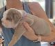 English Bulldog Puppies for sale in Kirkland, WA, USA. price: $850