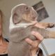 English Bulldog Puppies for sale in Kirkland, WA, USA. price: $850