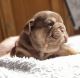 English Bulldog Puppies for sale in Kirkland, WA, USA. price: NA