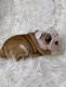 English Bulldog Puppies for sale in Toledo, OH, USA. price: NA