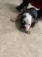 English Bulldog Puppies for sale in Pearland, TX, USA. price: NA