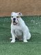 English Bulldog Puppies for sale in Glendale, AZ 85303, USA. price: NA