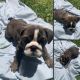 English Bulldog Puppies for sale in Atlanta, GA, USA. price: $3,350