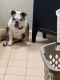 English Bulldog Puppies for sale in Dayville, Killingly, CT 06241, USA. price: $1,000