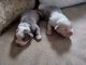 English Bulldog Puppies for sale in Roanoke, VA, USA. price: $4,500