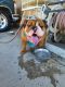 English Bulldog Puppies for sale in Highland, CA, USA. price: NA