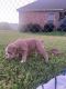 English Bulldog Puppies for sale in 2620 Dove Crossing Lane, Navasota, TX 77868, USA. price: NA
