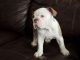English Bulldog Puppies for sale in Lake View Terrace, CA 91342, USA. price: NA