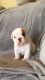 English Bulldog Puppies for sale in Nyack, NY 10960, USA. price: NA