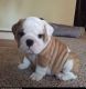 English Bulldog Puppies for sale in Jacksonville, FL 32202, USA. price: $500