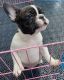 English Bulldog Puppies for sale in Texas Rd, Marlboro, NJ, USA. price: NA