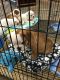 English Bulldog Puppies for sale in Texas Rd, Marlboro, NJ, USA. price: $700