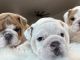 English Bulldog Puppies for sale in El Paso, TX, USA. price: NA