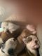 English Bulldog Puppies for sale in Fruitland Park, FL, USA. price: NA