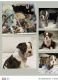 English Bulldog Puppies for sale in Modesto, CA, USA. price: NA