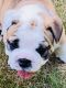 English Bulldog Puppies for sale in Bergenfield, NJ, USA. price: NA