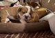 English Bulldog Puppies for sale in Brooklyn, NY, USA. price: $500